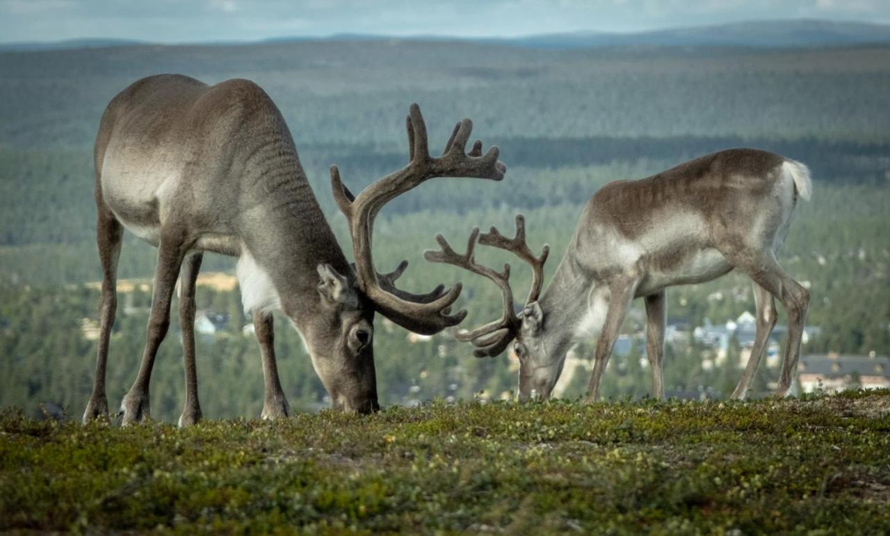 Norlight Cottages Ivalo - Tuli Esterno foto